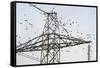 Flock of Starlings (Sturnus Vulgaris) Flying to Roost on Electricity Pylon-Terry Whittaker-Framed Stretched Canvas