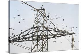 Flock of Starlings (Sturnus Vulgaris) Flying to Roost on Electricity Pylon-Terry Whittaker-Stretched Canvas