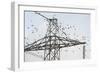 Flock of Starlings (Sturnus Vulgaris) Flying to Roost on Electricity Pylon-Terry Whittaker-Framed Photographic Print