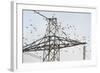 Flock of Starlings (Sturnus Vulgaris) Flying to Roost on Electricity Pylon-Terry Whittaker-Framed Photographic Print