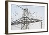 Flock of Starlings (Sturnus Vulgaris) Flying to Roost on Electricity Pylon-Terry Whittaker-Framed Photographic Print