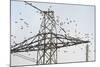 Flock of Starlings (Sturnus Vulgaris) Flying to Roost on Electricity Pylon-Terry Whittaker-Mounted Photographic Print