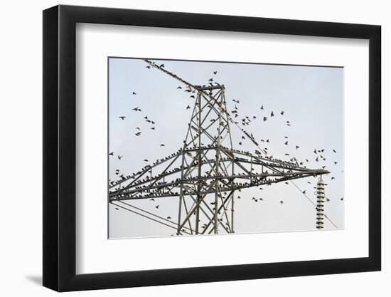 Flock of Starlings (Sturnus Vulgaris) Flying to Roost on Electricity Pylon-Terry Whittaker-Framed Photographic Print