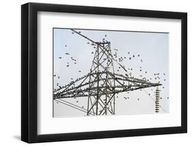 Flock of Starlings (Sturnus Vulgaris) Flying to Roost on Electricity Pylon-Terry Whittaker-Framed Photographic Print