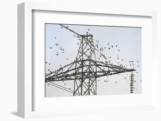 Flock of Starlings (Sturnus Vulgaris) Flying to Roost on Electricity Pylon-Terry Whittaker-Framed Photographic Print