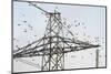 Flock of Starlings (Sturnus Vulgaris) Flying to Roost on Electricity Pylon-Terry Whittaker-Mounted Photographic Print