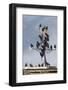 Flock of Starlings (Sturnus Vulgaris) Perched on Weather Vane, Chipping, Lancashire, England, UK-Ann & Steve Toon-Framed Photographic Print