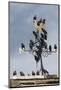 Flock of Starlings (Sturnus Vulgaris) Perched on Weather Vane, Chipping, Lancashire, England, UK-Ann & Steve Toon-Mounted Photographic Print