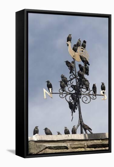 Flock of Starlings (Sturnus Vulgaris) Perched on Weather Vane, Chipping, Lancashire, England, UK-Ann & Steve Toon-Framed Stretched Canvas