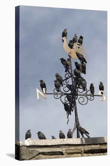 Flock of Starlings (Sturnus Vulgaris) Perched on Weather Vane, Chipping, Lancashire, England, UK-Ann & Steve Toon-Stretched Canvas