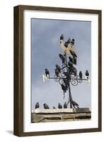 Flock of Starlings (Sturnus Vulgaris) Perched on Weather Vane, Chipping, Lancashire, England, UK-Ann & Steve Toon-Framed Photographic Print