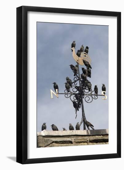 Flock of Starlings (Sturnus Vulgaris) Perched on Weather Vane, Chipping, Lancashire, England, UK-Ann & Steve Toon-Framed Photographic Print