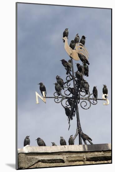 Flock of Starlings (Sturnus Vulgaris) Perched on Weather Vane, Chipping, Lancashire, England, UK-Ann & Steve Toon-Mounted Photographic Print