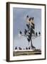 Flock of Starlings (Sturnus Vulgaris) Perched on Weather Vane, Chipping, Lancashire, England, UK-Ann & Steve Toon-Framed Photographic Print