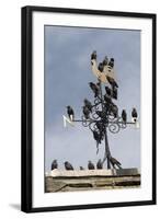 Flock of Starlings (Sturnus Vulgaris) Perched on Weather Vane, Chipping, Lancashire, England, UK-Ann & Steve Toon-Framed Photographic Print