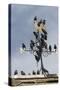 Flock of Starlings (Sturnus Vulgaris) Perched on Weather Vane, Chipping, Lancashire, England, UK-Ann & Steve Toon-Stretched Canvas