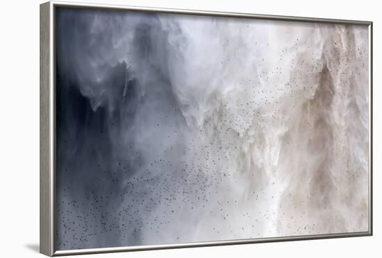 Flock of Swifts Flying to their Roost Behind the Curtain of Falling Water of Kaieteur Falls, Guyana-Mick Baines & Maren Reichelt-Framed Photographic Print