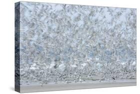 Flock of Terns-Arthur Morris-Stretched Canvas