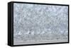 Flock of Terns-Arthur Morris-Framed Stretched Canvas