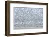 Flock of Terns-Arthur Morris-Framed Photographic Print