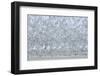 Flock of Terns-Arthur Morris-Framed Photographic Print