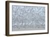 Flock of Terns-Arthur Morris-Framed Photographic Print