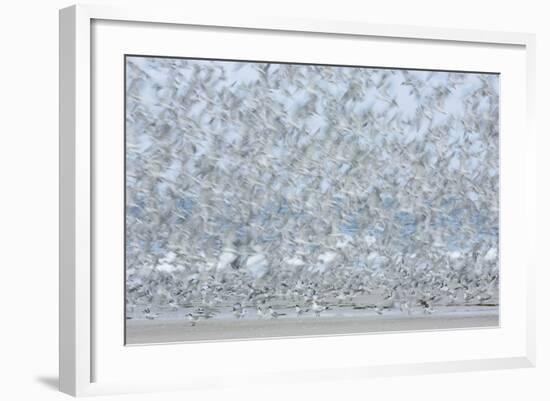 Flock of Terns-Arthur Morris-Framed Photographic Print