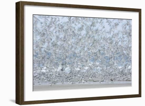 Flock of Terns-Arthur Morris-Framed Photographic Print