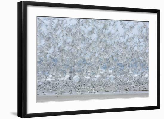 Flock of Terns-Arthur Morris-Framed Photographic Print