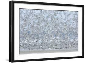 Flock of Terns-Arthur Morris-Framed Photographic Print