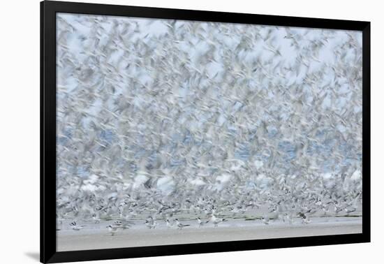 Flock of Terns-Arthur Morris-Framed Photographic Print