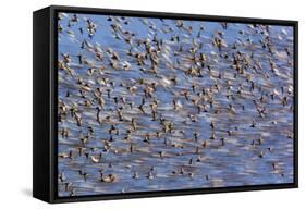 Flock of Waders in Flight, Japsand, Schleswig-Holstein Wadden Sea National Park, Germany, April-Novák-Framed Stretched Canvas