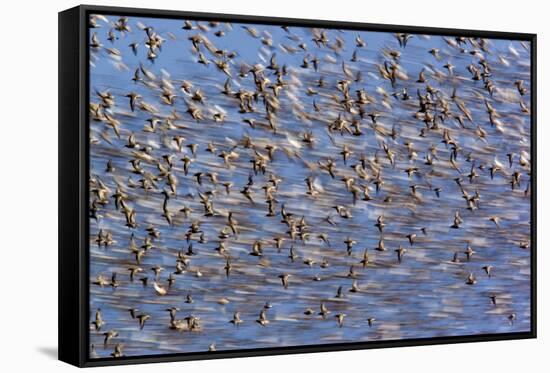 Flock of Waders in Flight, Japsand, Schleswig-Holstein Wadden Sea National Park, Germany, April-Novák-Framed Stretched Canvas