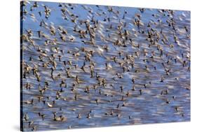 Flock of Waders in Flight, Japsand, Schleswig-Holstein Wadden Sea National Park, Germany, April-Novák-Stretched Canvas