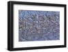 Flock of Waders in Flight, Japsand, Schleswig-Holstein Wadden Sea National Park, Germany, April-Novák-Framed Photographic Print