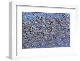 Flock of Waders in Flight, Japsand, Schleswig-Holstein Wadden Sea National Park, Germany, April-Novák-Framed Photographic Print