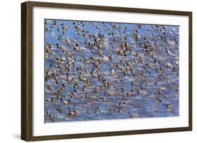 Flock of Waders in Flight, Japsand, Schleswig-Holstein Wadden Sea National Park, Germany, April-Novák-Framed Photographic Print