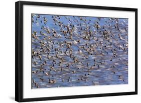 Flock of Waders in Flight, Japsand, Schleswig-Holstein Wadden Sea National Park, Germany, April-Novák-Framed Photographic Print