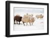 Flock White and Black Sheep in the Snow-Ivonnewierink-Framed Photographic Print