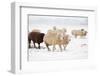 Flock White and Black Sheep in the Snow-Ivonnewierink-Framed Photographic Print