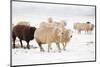 Flock White and Black Sheep in the Snow-Ivonnewierink-Mounted Photographic Print