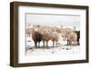 Flock White and Black Sheep in the Snow-Ivonnewierink-Framed Photographic Print