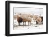 Flock White and Black Sheep in the Snow-Ivonnewierink-Framed Photographic Print