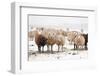 Flock White and Black Sheep in the Snow-Ivonnewierink-Framed Photographic Print