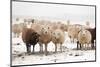 Flock White and Black Sheep in the Snow-Ivonnewierink-Mounted Photographic Print