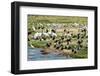 Flocks of Birds on the Kazinga Channel in Queen Elizabeth National Park, Uganda, Africa-Michael-Framed Photographic Print
