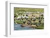 Flocks of Birds on the Kazinga Channel in Queen Elizabeth National Park, Uganda, Africa-Michael-Framed Photographic Print