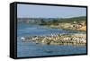 Flocks of Birds on the Kazinga Channel in Queen Elizabeth National Park-Michael-Framed Stretched Canvas