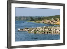 Flocks of Birds on the Kazinga Channel in Queen Elizabeth National Park-Michael-Framed Photographic Print