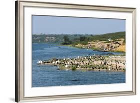 Flocks of Birds on the Kazinga Channel in Queen Elizabeth National Park-Michael-Framed Photographic Print